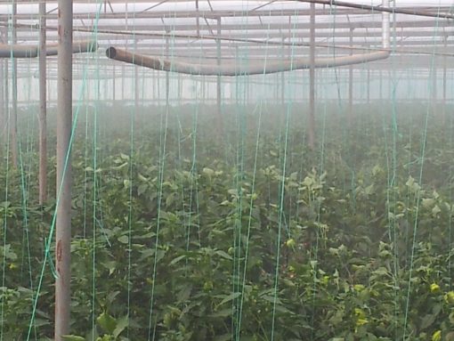 H10 ULV Fogger greenhouse