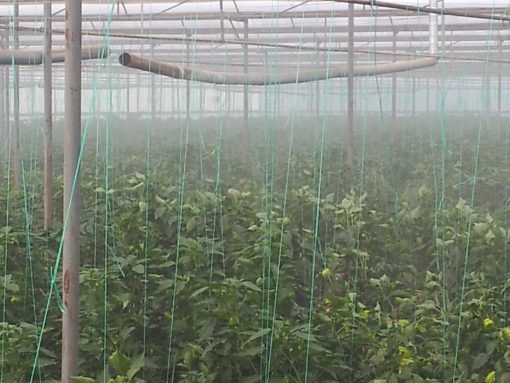 H10 ULV Fogger greenhouse